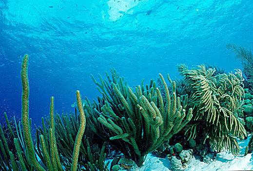 浅,珊瑚礁,伯利兹,加勒比海,中美洲