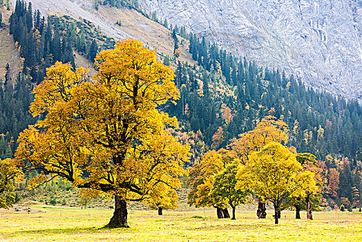 秋天,山,枫树,假的,大,背影,狭窄,提洛尔,奥地利,欧洲