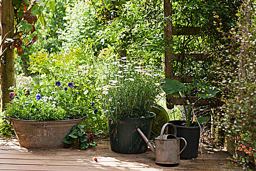 种植器皿,木质露台,正面,夏天,花园