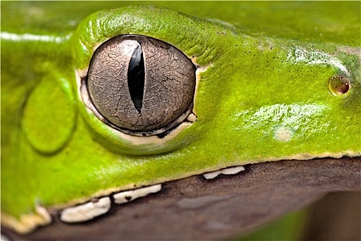 青蛙,眼