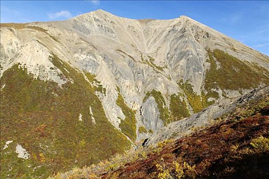 绵羊,山,克卢恩国家公园,育空地区,加拿大