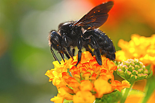 蜜蜂,飞,花