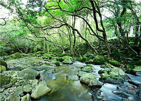 水,春天,树林