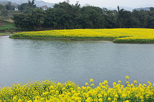 油菜花