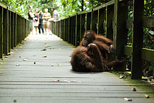 malaysia,borneo,sepilok,orangutan,on,wooden,trail,used,by,tourist