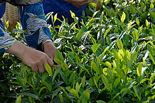 海南白沙绿茶采茶的茶农