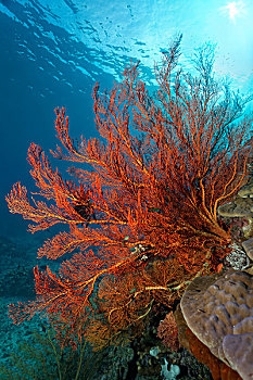 大,打结,珊瑚,礁石,大堡礁,昆士兰,太平洋,澳大利亚,大洋洲