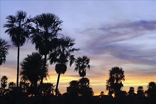 棕榈树,日落,奶奶,查科,巴拉圭