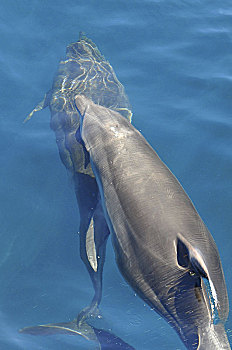 两个,海豚,游动,清晰,水,港口,靠近,悉尼,澳大利亚