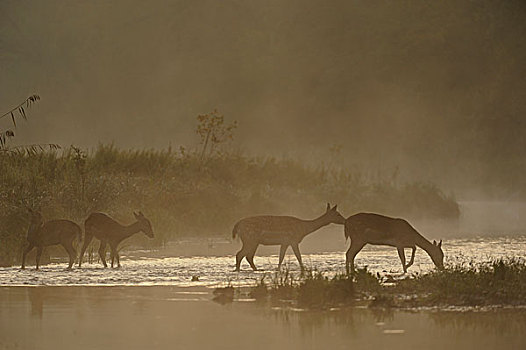扁角鹿,黇鹿,清晨,多瑙河,湿地,国家公园,下奥地利州,奥地利,欧洲