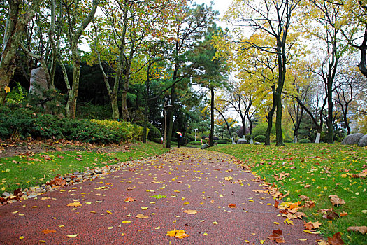 山东省日照市,立冬节气风雨交加,落叶缤纷铺满路面成靓丽风景,气象部门连续发布寒潮大风预警信号