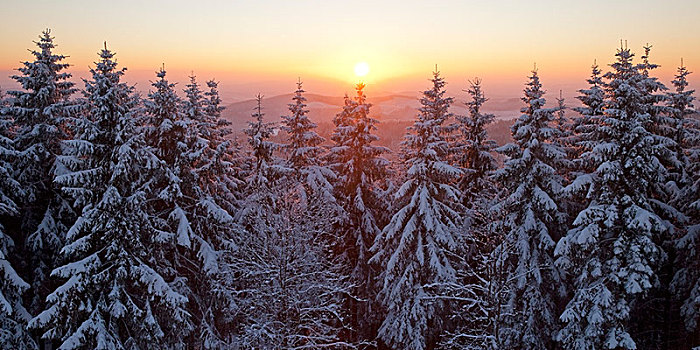 积雪,云杉,日落,冬天,逆光,靠近,北莱茵威斯特伐利亚,德国,欧洲