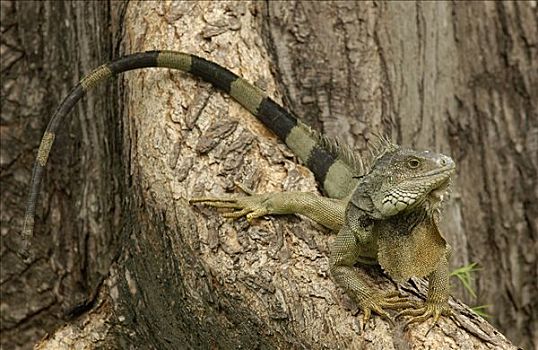 绿鬣蜥,树上,根,公园,瓜亚基尔,厄瓜多尔
