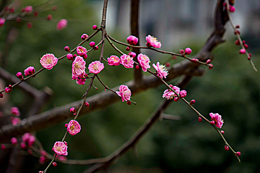 梅花怒放,春梅绽放