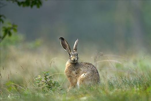 欧洲野兔,瑞典