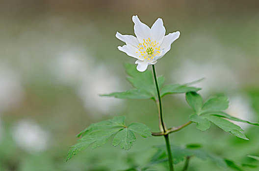 白头翁,银莲花属,北莱茵威斯特伐利亚,德国,欧洲