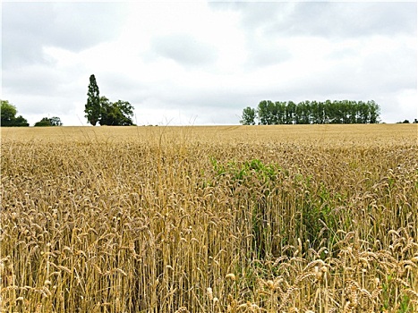 景色,地点,成熟,小麦,诺曼底