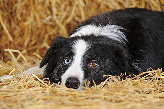 博德牧羊犬,雄性,黑白,褐色,蓝眼睛,奥地利,欧洲