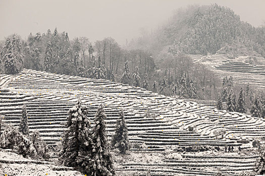 茶山风光