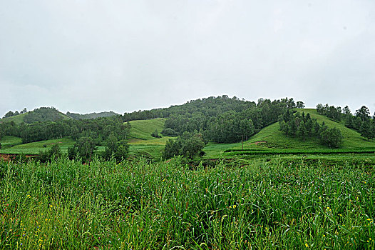 河北承德坝上国家一号风景大道夏日美景