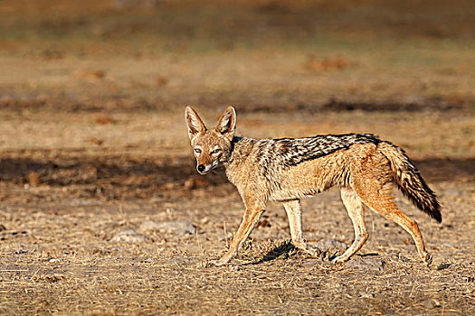 黑背狐狼,草地,埃托沙国家公园,纳米比亚,非洲