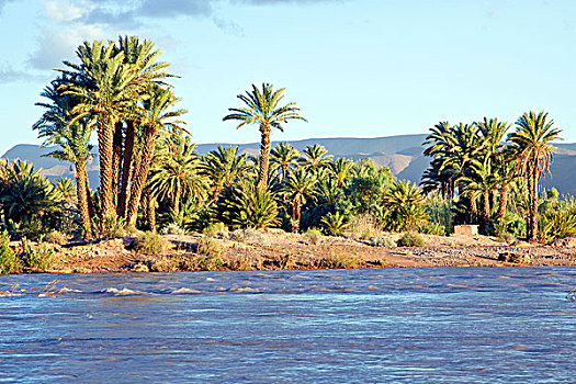 棕榈树,河岸,河,德拉河谷,摩洛哥,非洲