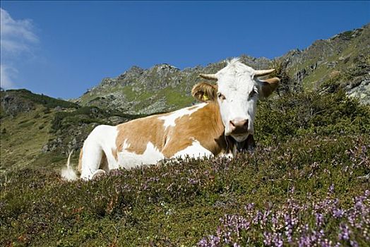 母牛,山,施蒂里亚,奥地利,欧洲