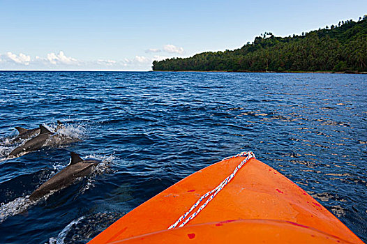 海豚,游动,船,岛屿,所罗门群岛,太平洋