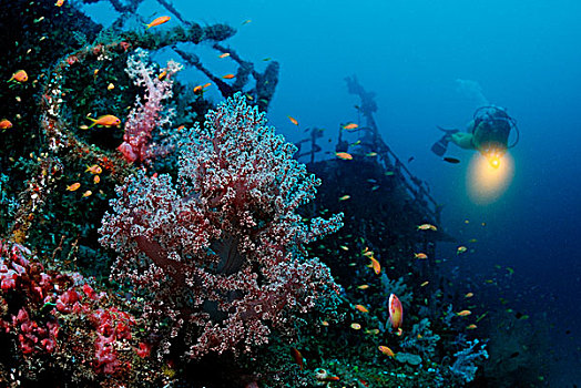 潜水者,残骸,阿里环礁,马尔代夫,印度洋