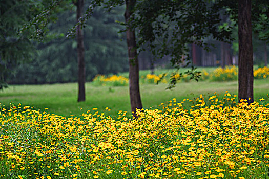 黄花树林
