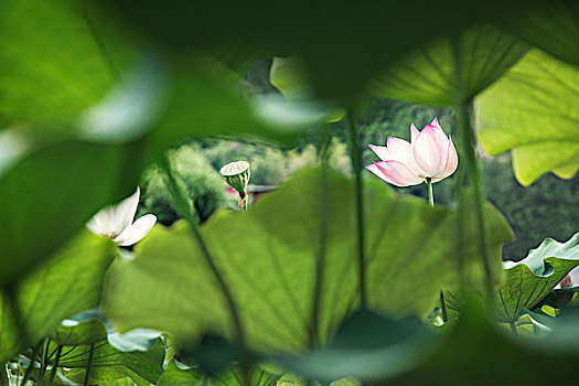 粉色,莲花,湖,中国