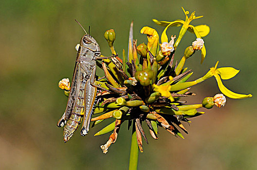 蝗虫,成年,休息,头状花序,东开普省,南非