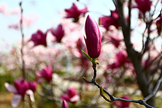 春暖花开