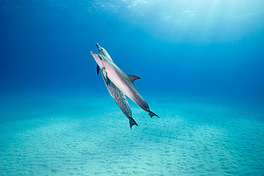 大西洋点斑原海豚,花斑原海豚,动物,一对,上方,沙,地面,巴哈马浅滩,巴哈马,中美洲