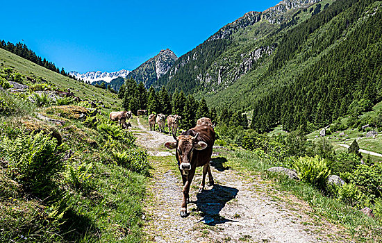 母牛,阿尔卑斯山,动物,相遇