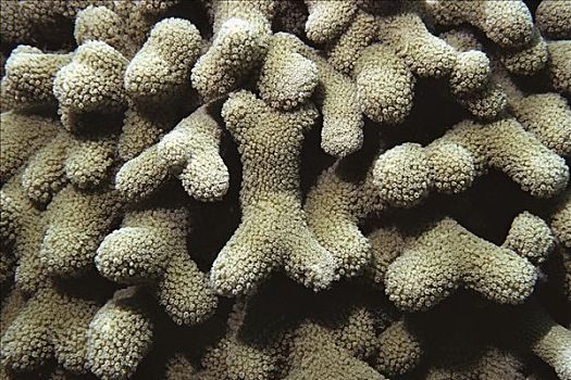 手指,珊瑚,英属西印度群岛