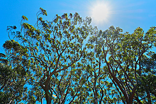 桉树,树梢,太阳,国家公园,新南威尔士,澳大利亚