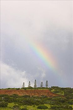 夏威夷,莫洛凯岛,牧场,彩虹,上方,诺福克岛,松树,树