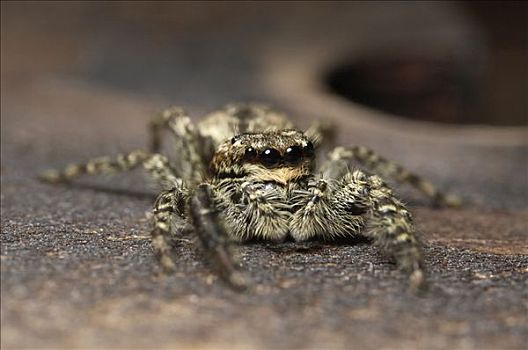 蜘蛛,荷兰
