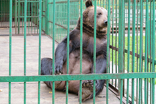 棕熊,坐,笼子