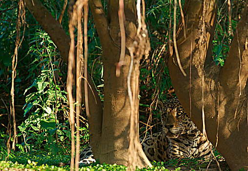 美洲虎,躺着,河岸,树下,保护色,潘塔纳尔,巴西,南美