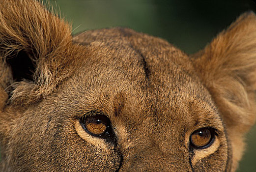 非洲,肯尼亚,马塞马拉野生动物保护区,雌狮,狮子,眼睛,耳,热带草原