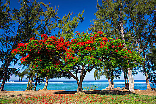 红色,有花灌木,海滩,印度洋,留尼汪岛