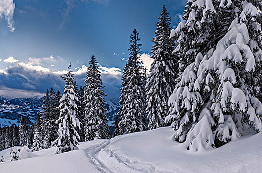 积雪,冬日树林,地区,巴伐利亚,德国,欧洲