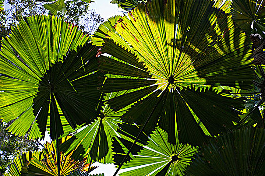 扇形棕榈,叶状体,海滩,北方,昆士兰,澳大利亚