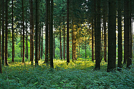 树林,早晨,奥登瓦尔德,巴登符腾堡,德国