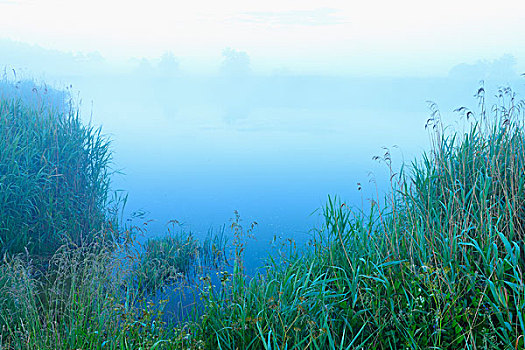 湖,芦苇,费施兰德-达斯-茨因斯特,梅克伦堡前波莫瑞州,德国