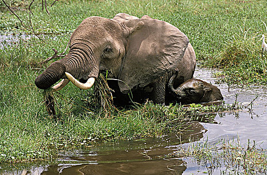 非洲象,女性,吃,沼泽,安伯塞利国家公园,公园,肯尼亚