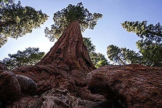 红杉,美洲杉,巨杉,小树林,优胜美地国家公园,加利福尼亚,美国,北美