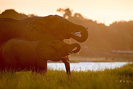 非洲象,乔贝国家公园,博茨瓦纳